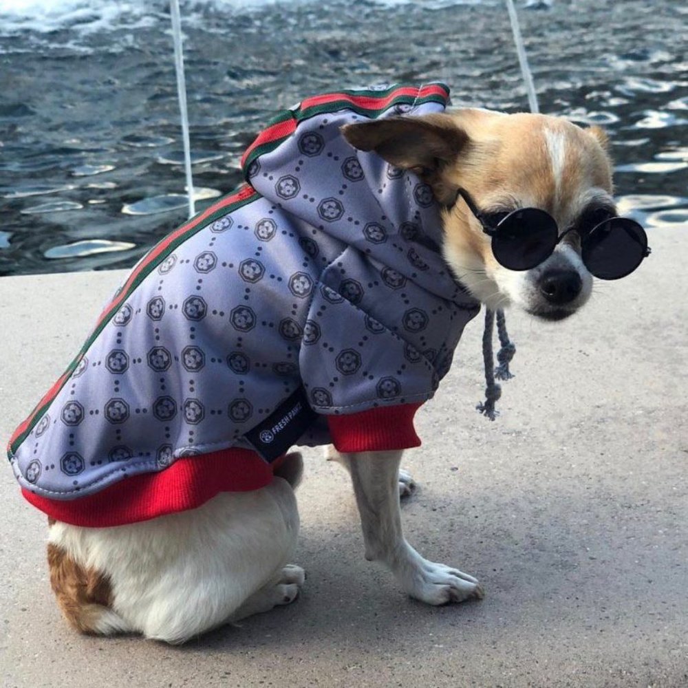 G-Pattern Hoodie | Dog Clothing